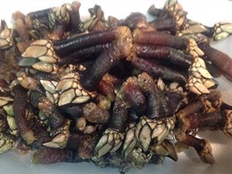 PERCEBES