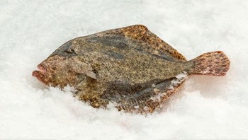 POISSON - image 1